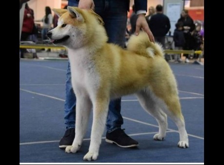 akita inu 02.jpg